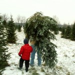 carrying Christmas Tree
